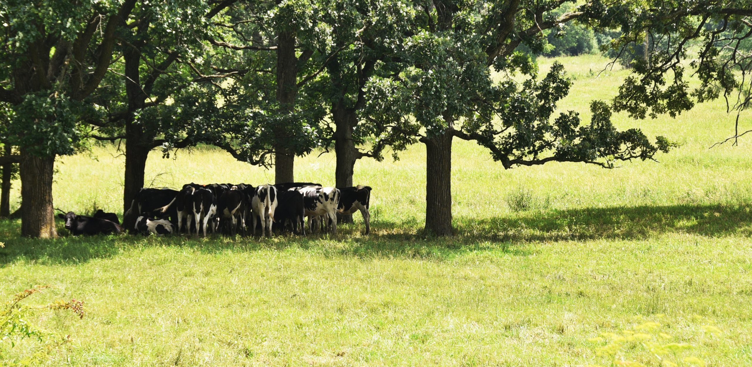 Dairy cattle under trees on hot day
