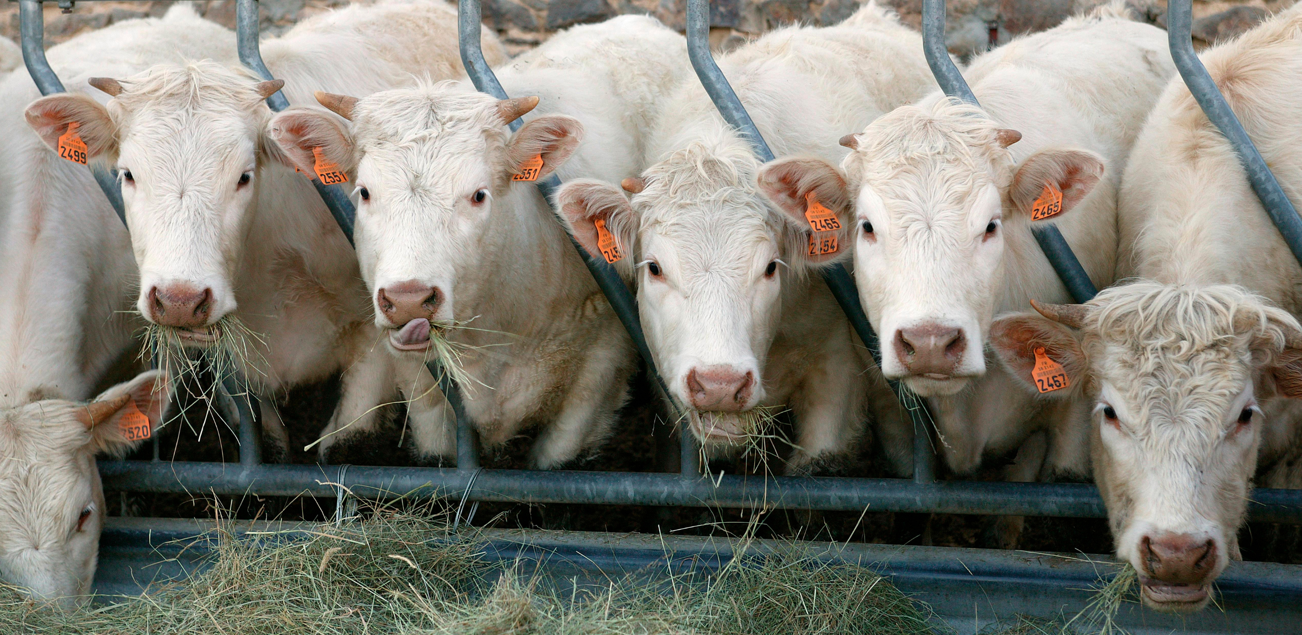 La prépa vêlage en VA : préparer sa vache pour un vêlage réussi