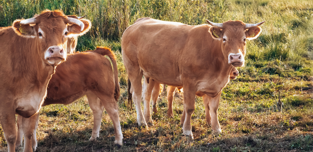 vaches limousines