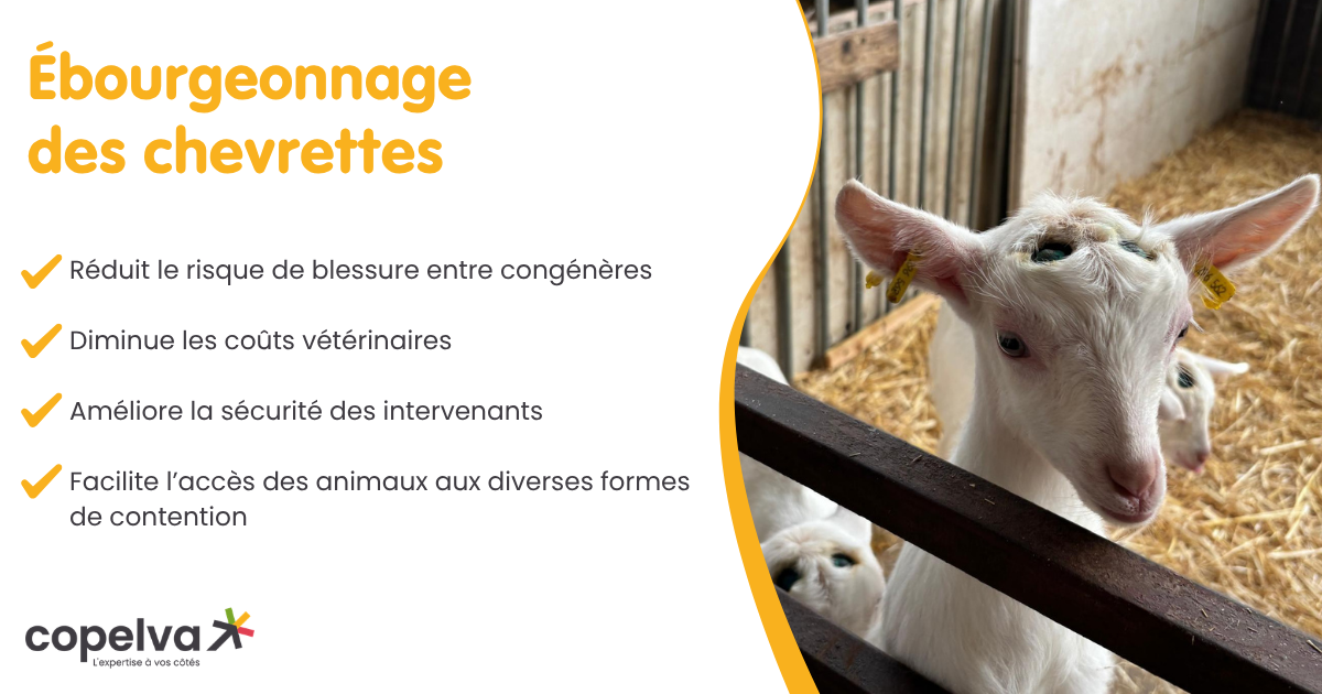 Ébourgeonnage des chevrettes